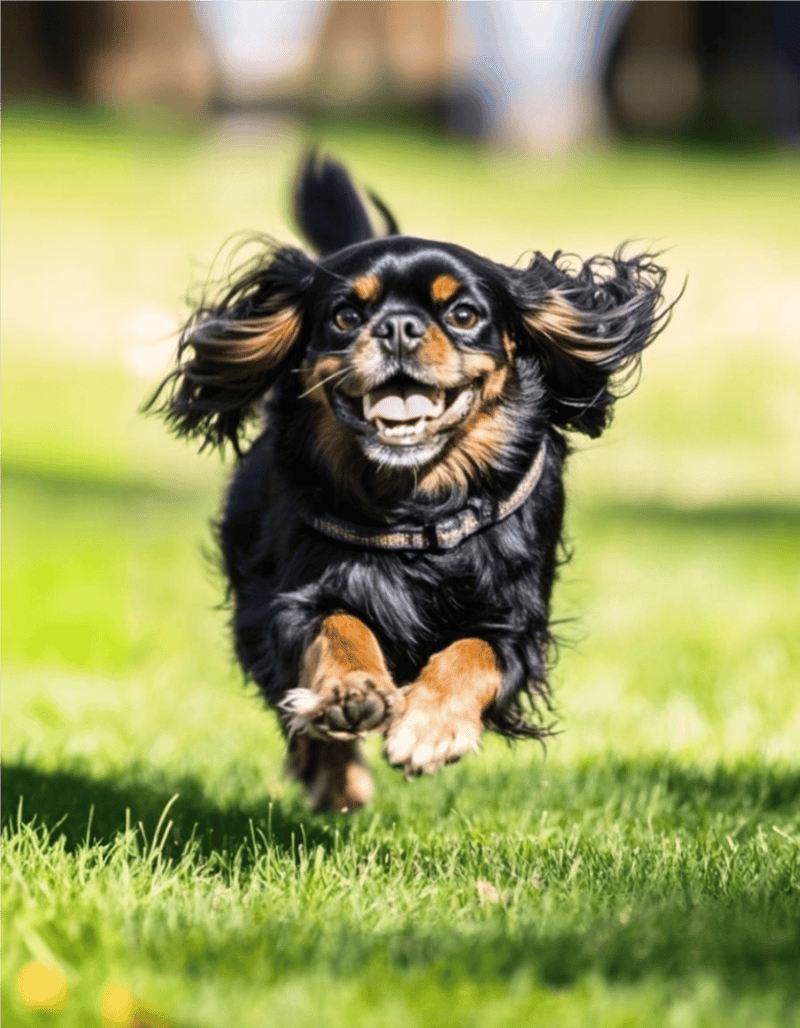 Playful dog running in green grass with joyful expression, showcasing active dog care and outdoor pet activities.