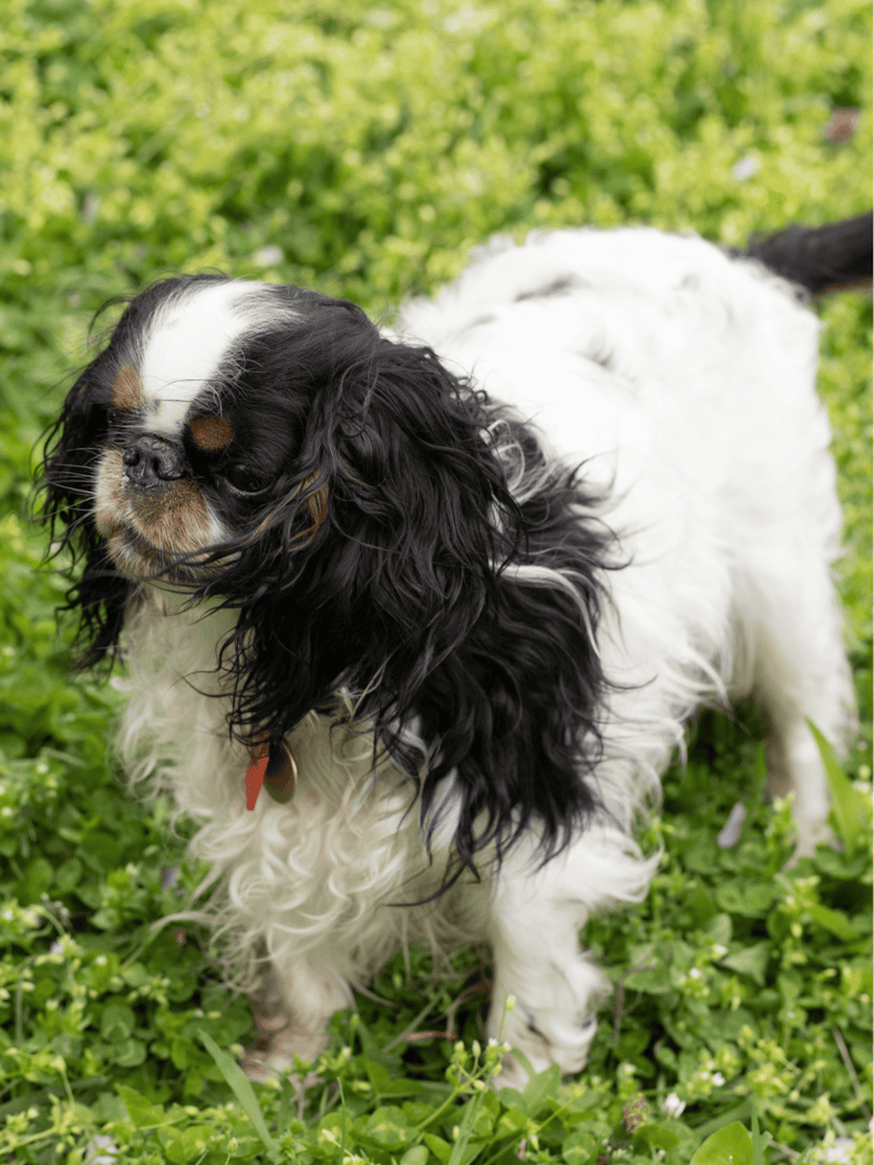 Adorable Cavalier King Charles Spaniel enjoying outdoor grooming.