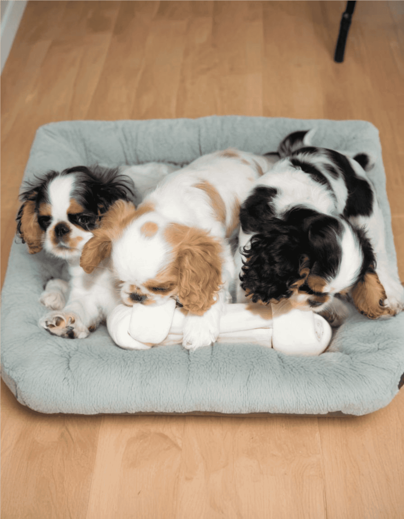 English Toy Spaniel photo 2