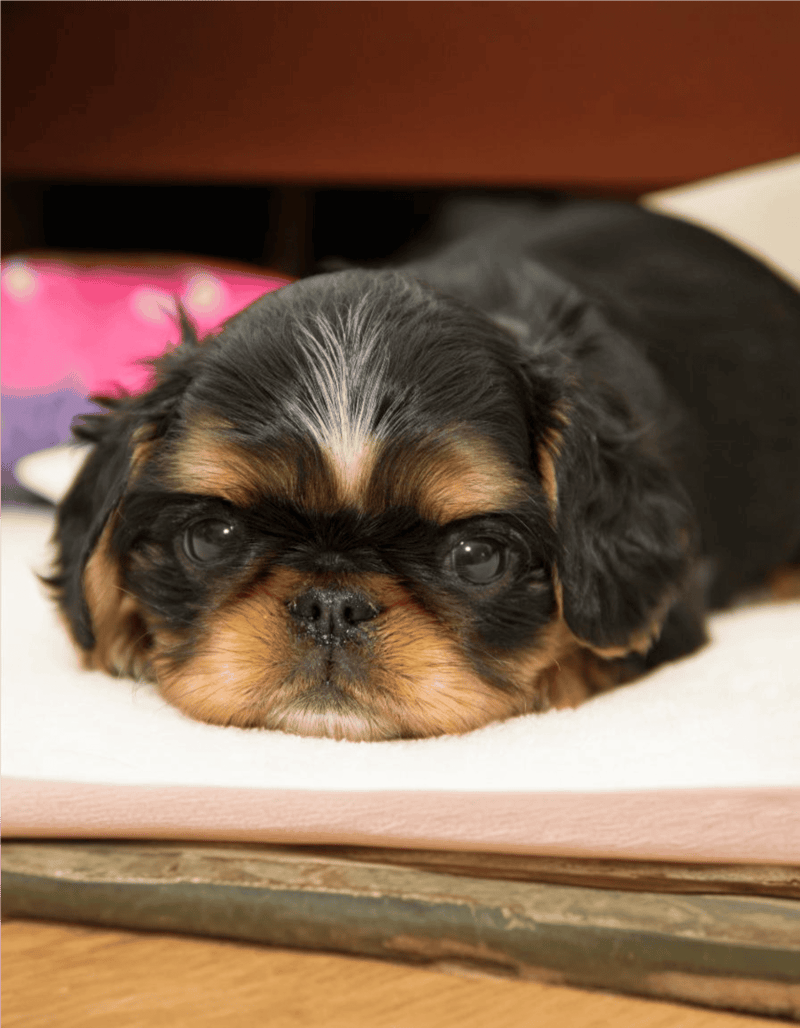 English Toy Spaniel photo 3