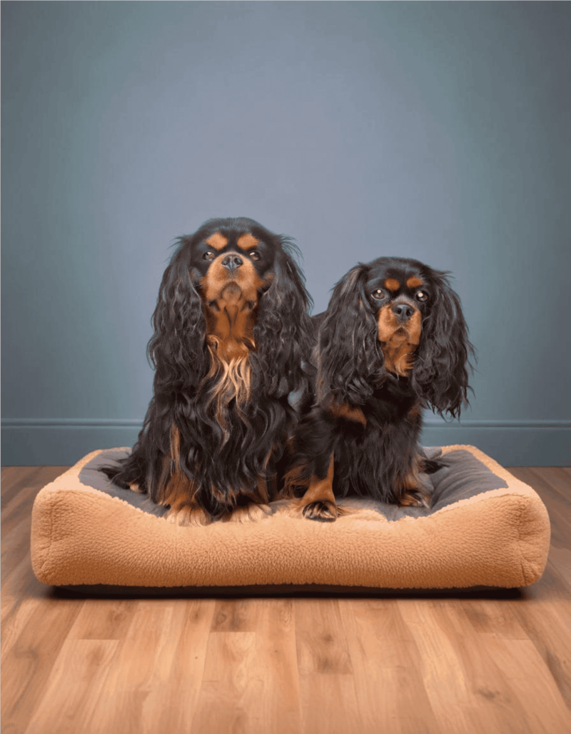 English Toy Spaniel Male Vs. Female