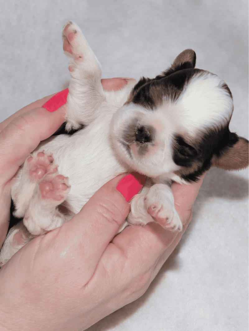 English Toy Spaniel Puppies