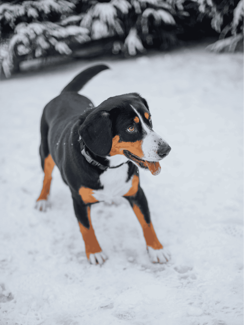 Entlebucher Mountain Dog overview