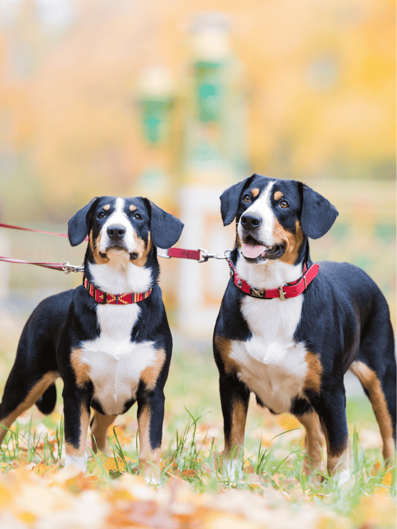 Cute Bernese Mountain Dogs on leashes in a park during autumn season.