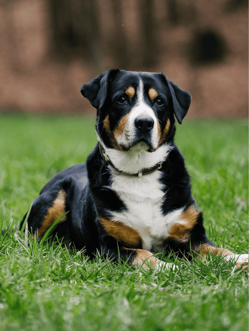 Entlebucher Mountain Dog photo 2