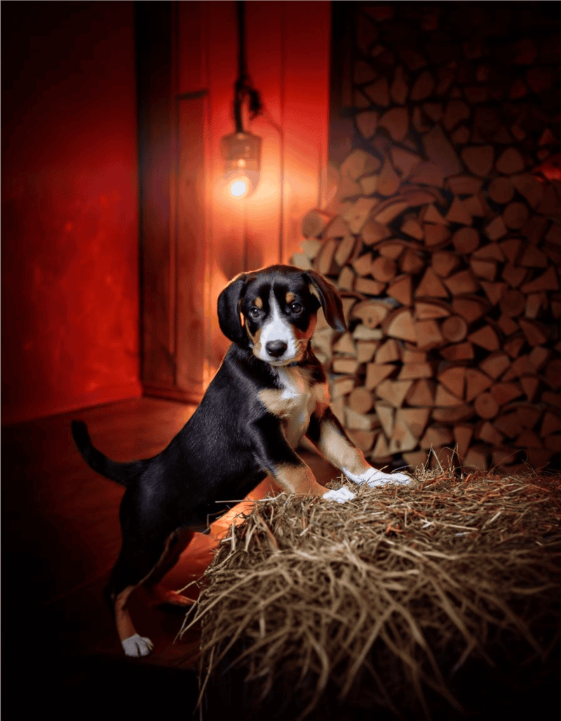 Entlebucher Mountain Dog photo 1