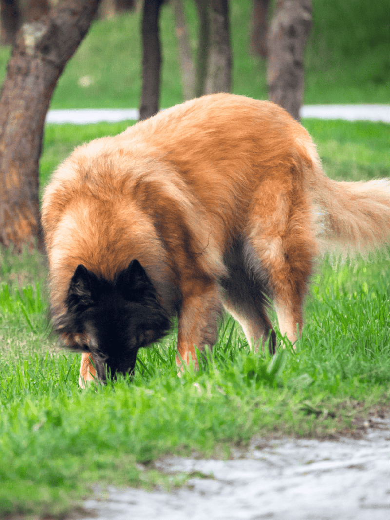 Estrela Mountain Dog overview