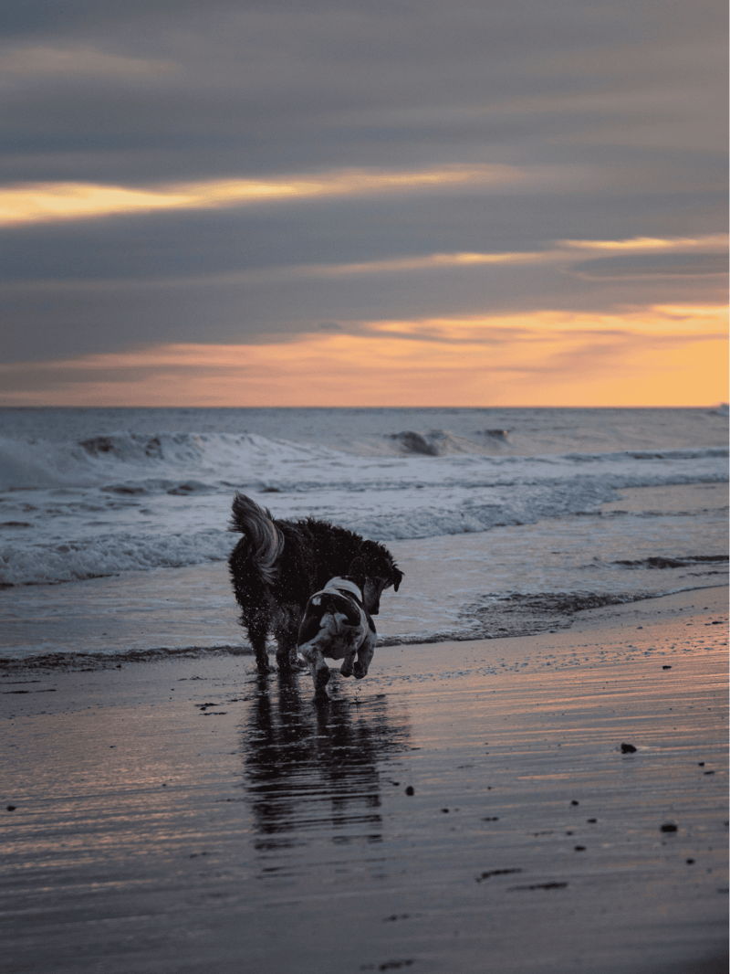 Adorable dogs playing in the ocean on the beach at sunset, happy and active pets.