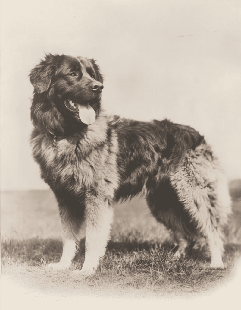 Estrela Mountain Dog is one of the oldest breeds in Portugal