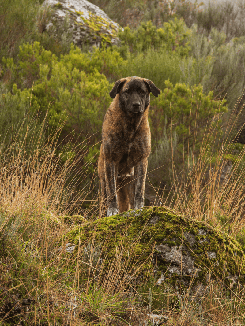 Estrela Mountain Dog photo 1