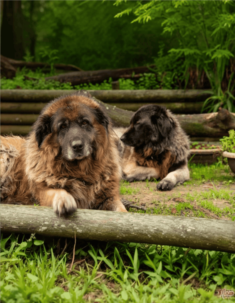 Adorable big and small dogs relaxing on a wooden log in lush green park. Perfect for pet care and dog rescue awareness.