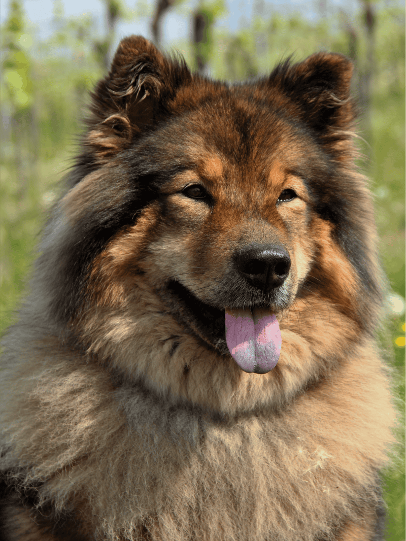 Eurasier characteristics