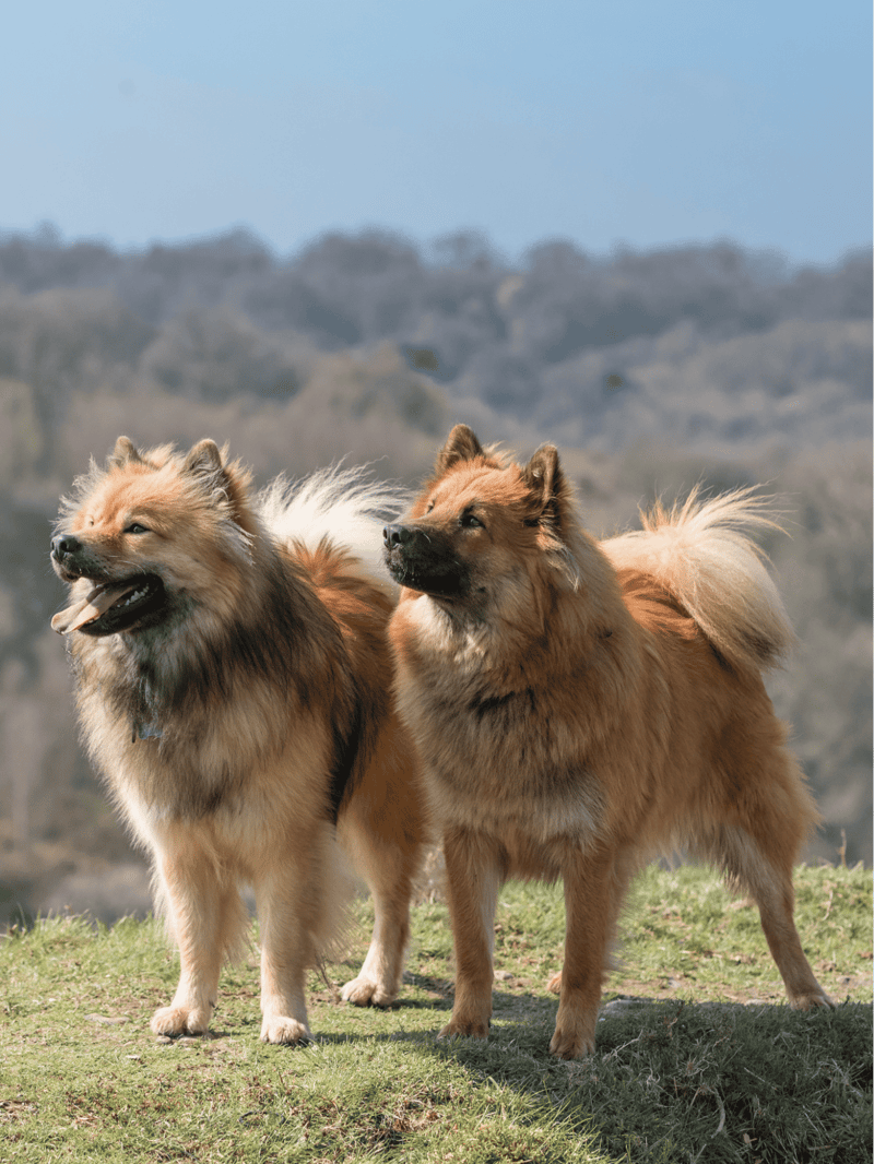 Eurasier Does This Breed Get Along With Other Pets