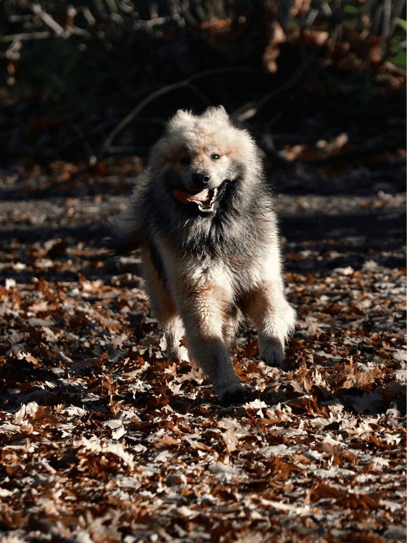 Adorable fluffy dog running through fallen autumn leaves, enjoying outdoor playtime.