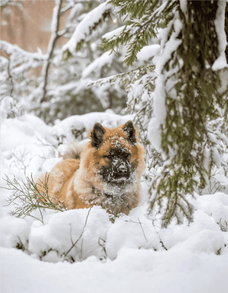 Eurasier photo 2