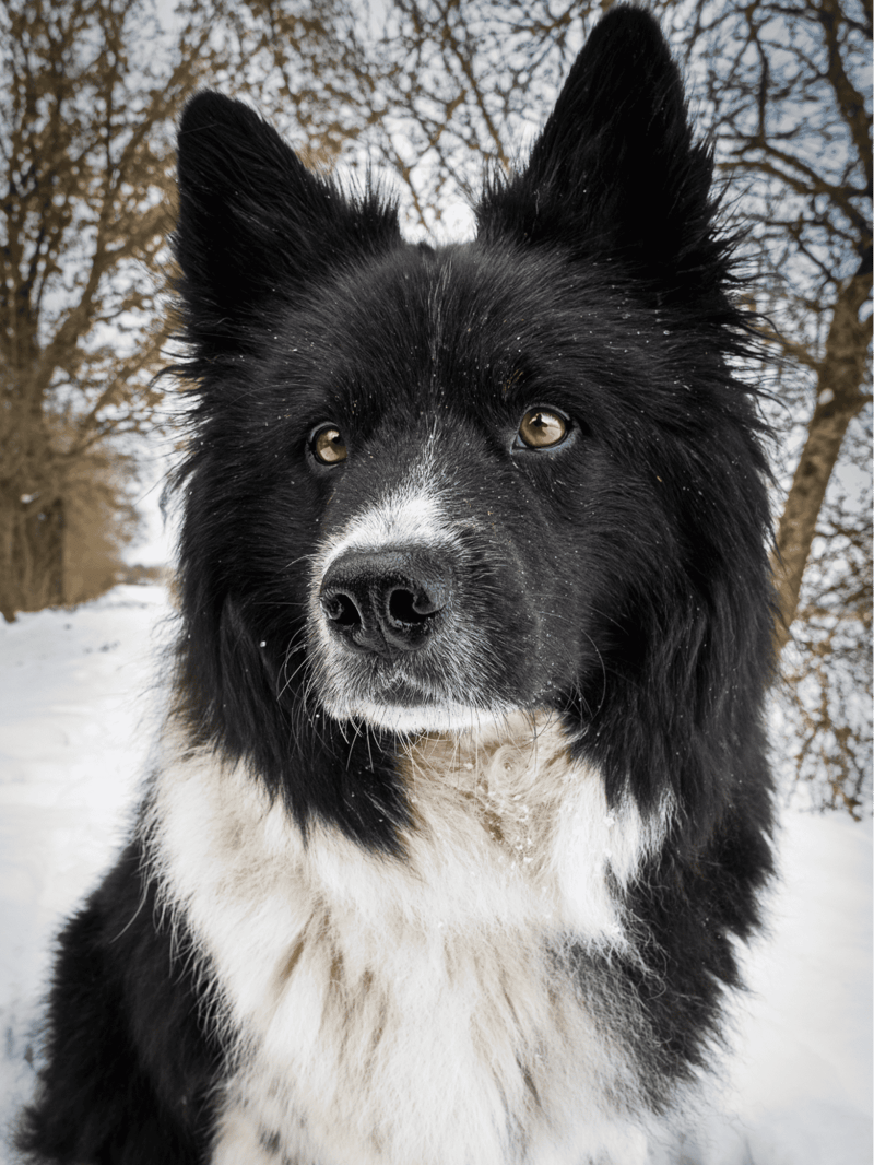 Eurasier photo 3