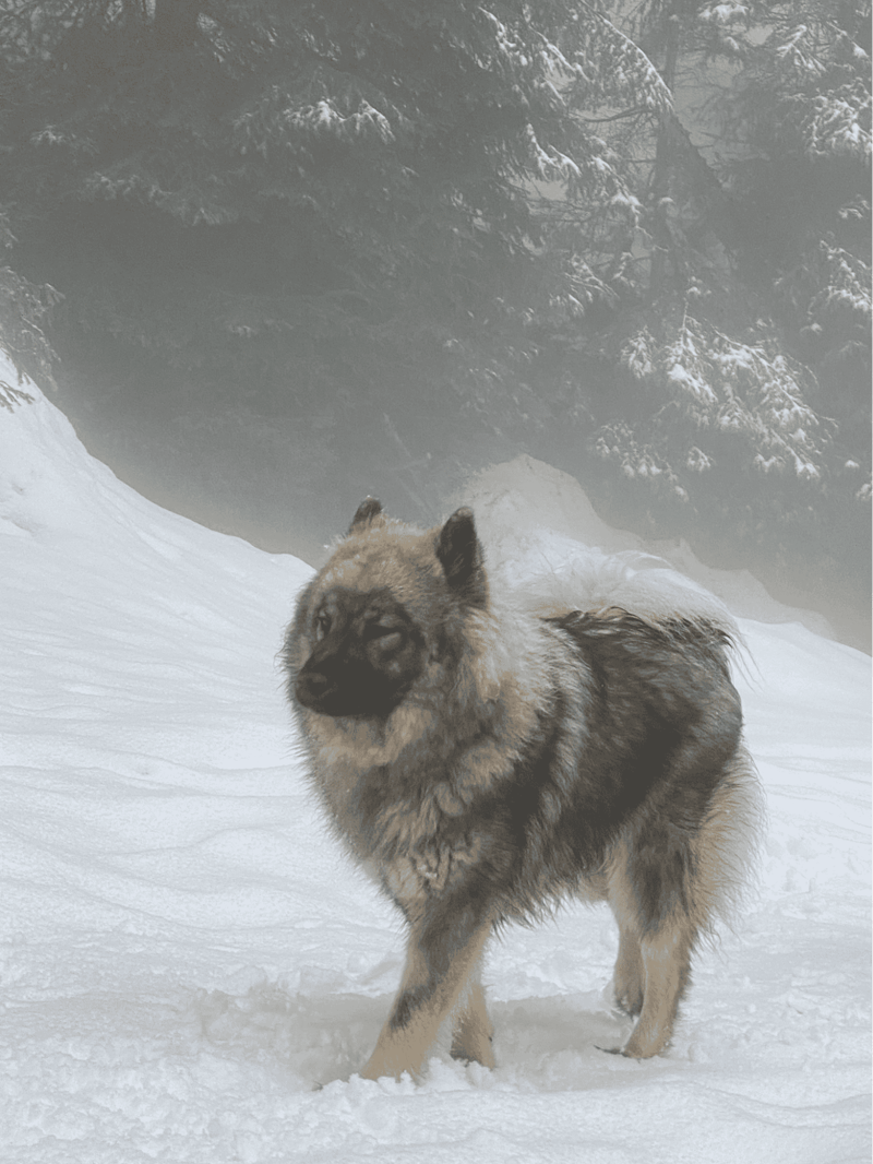 Eurasier photo 1