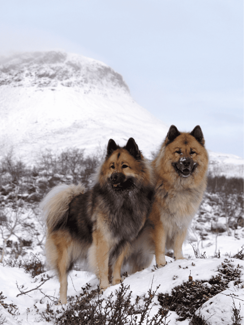 Eurasier Male Vs. Female
