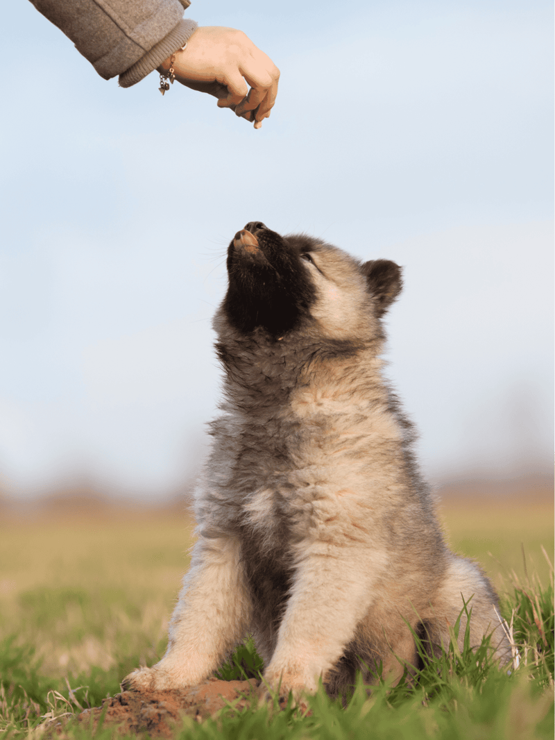 Eurasier Training