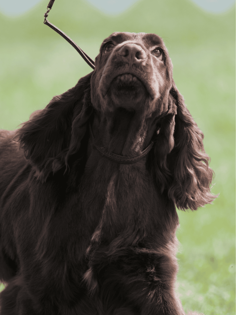 Field Spaniel overview