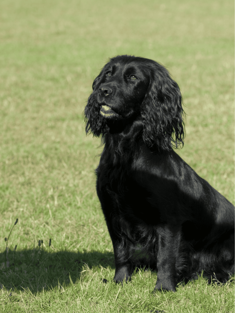 Field Spaniel characteristics