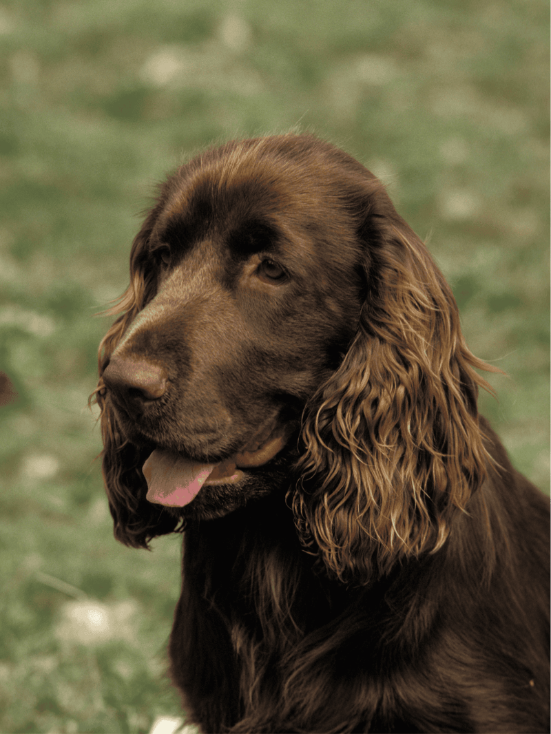 Field Spaniel photo 1