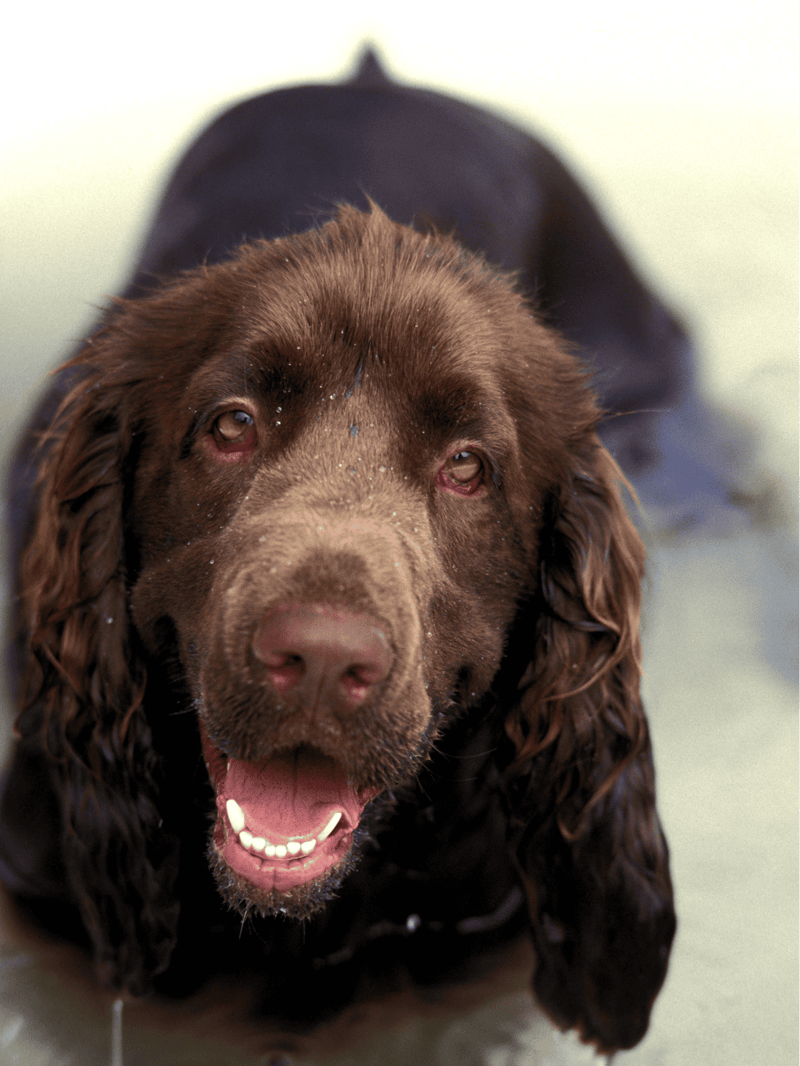 Brown Labrador Retriever with wet fur, smiling outdoors.