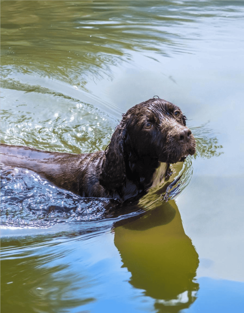 Dog swimming, water-based dog training, dog exercise, outdoor dog activity.