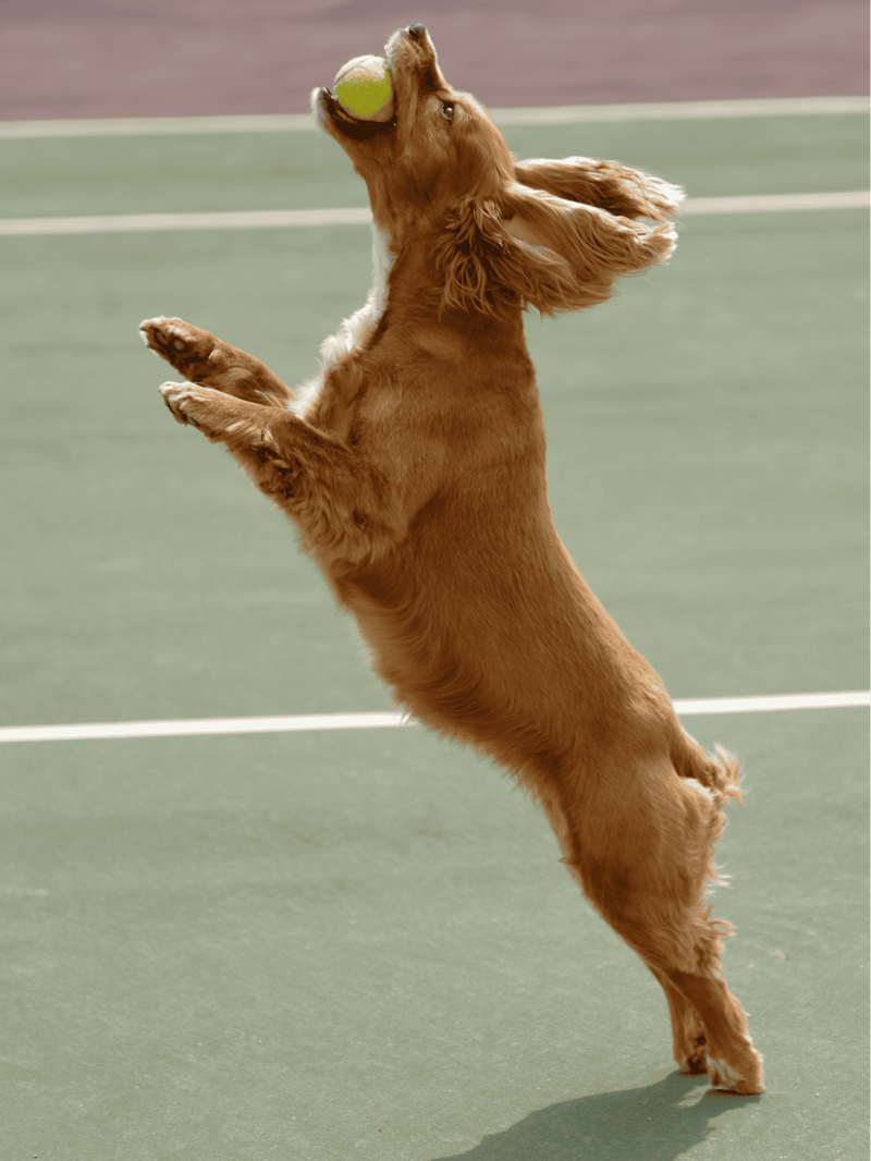 Dog catching tennis ball while jumping on the tennis court.