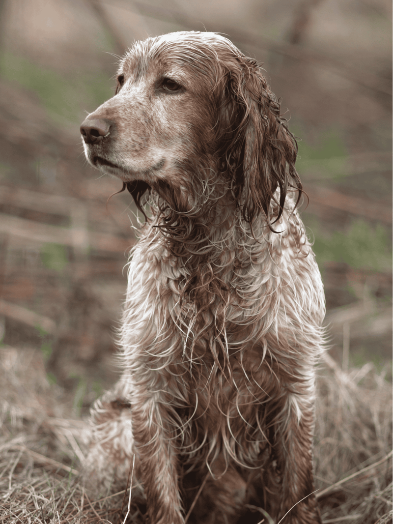 A wet, outdoorsy dog sits calmly in a natural environment, showcasing its waterproof coat and love for outdoor water activities.