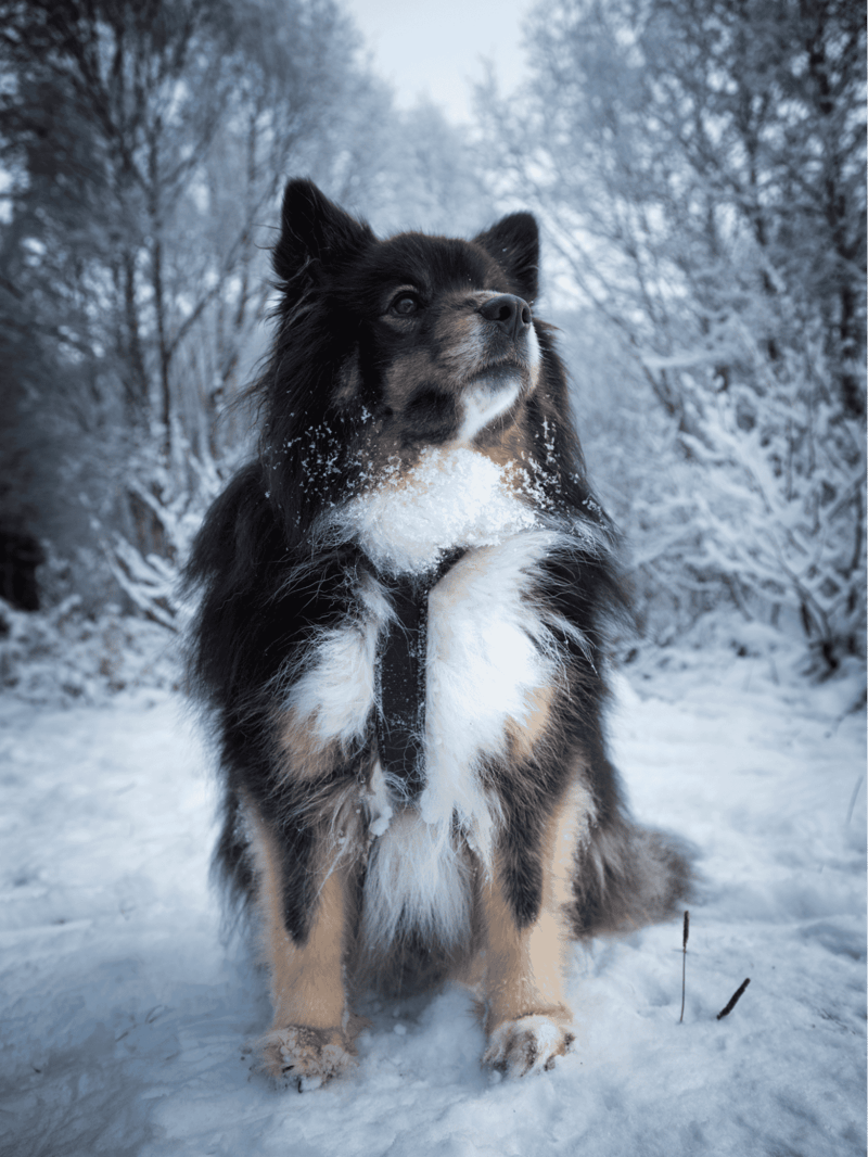 Finnish Lapphund overview