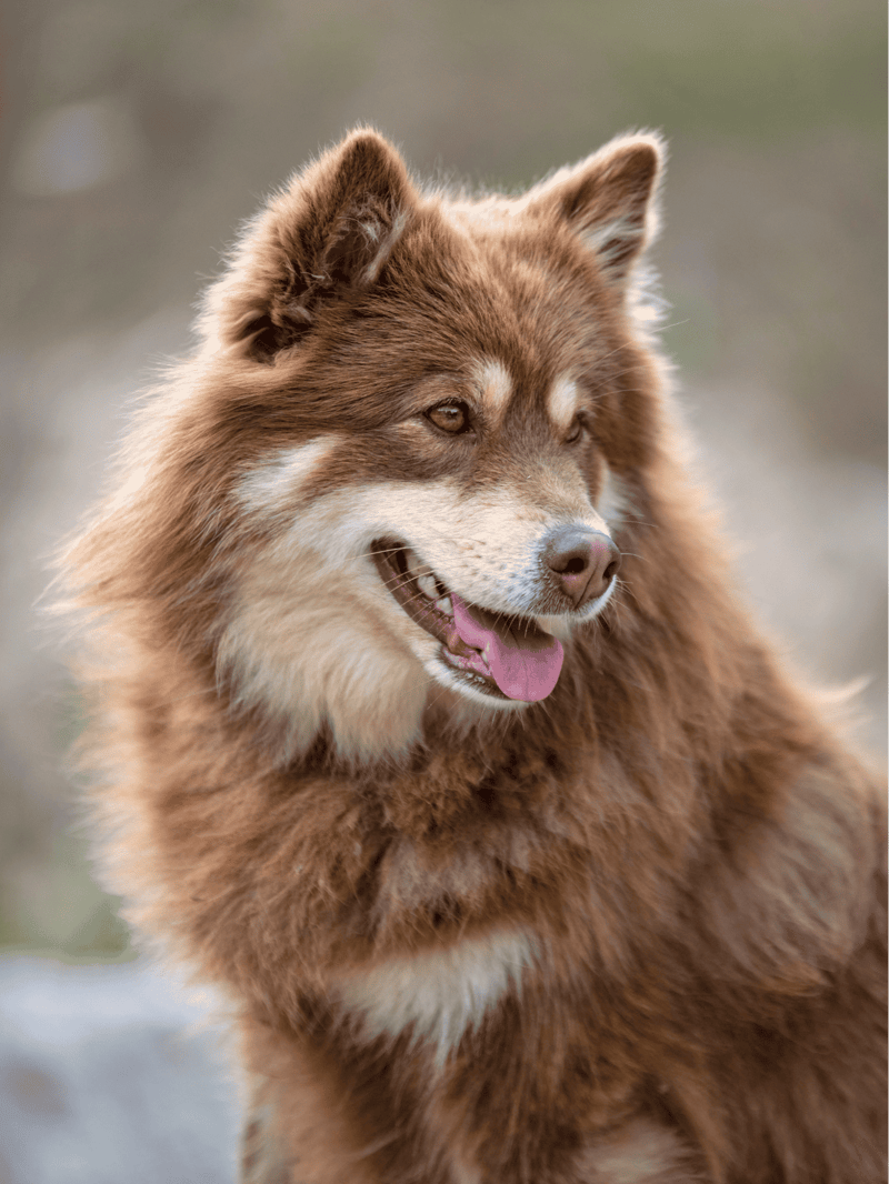 Finnish Lapphund characteristics