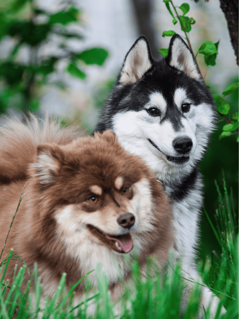 Playful husky and Chow Chow dogs outdoors.