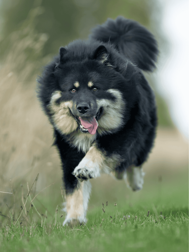 Finnish Lapphund Exercise