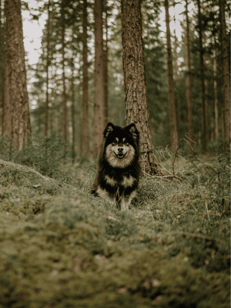 Finnish Lapphund photo 2