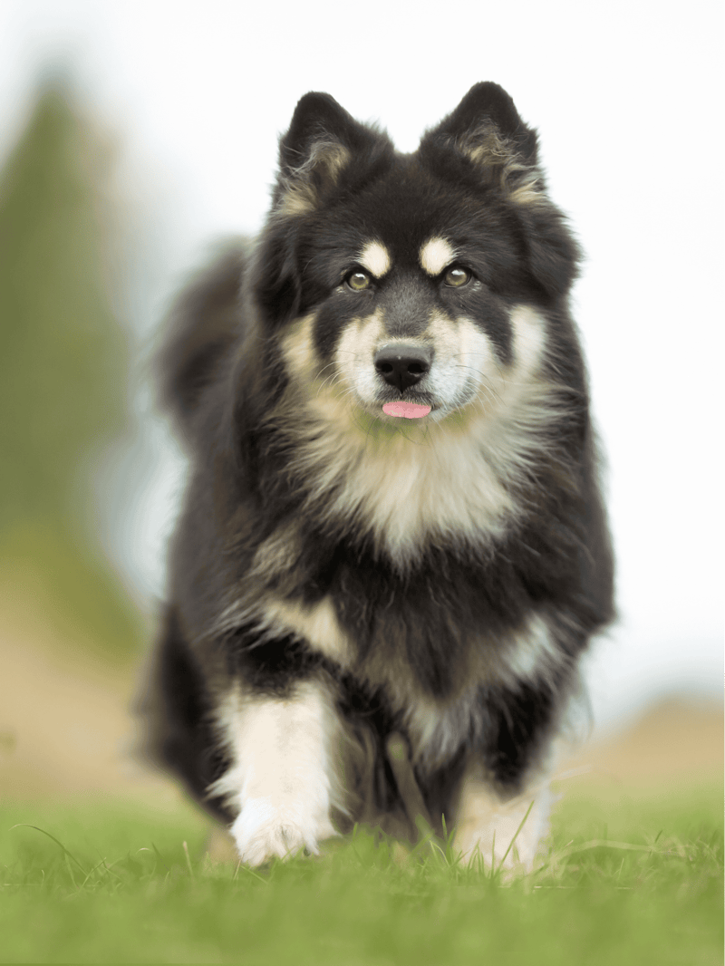 Finnish Lapphund photo 1
