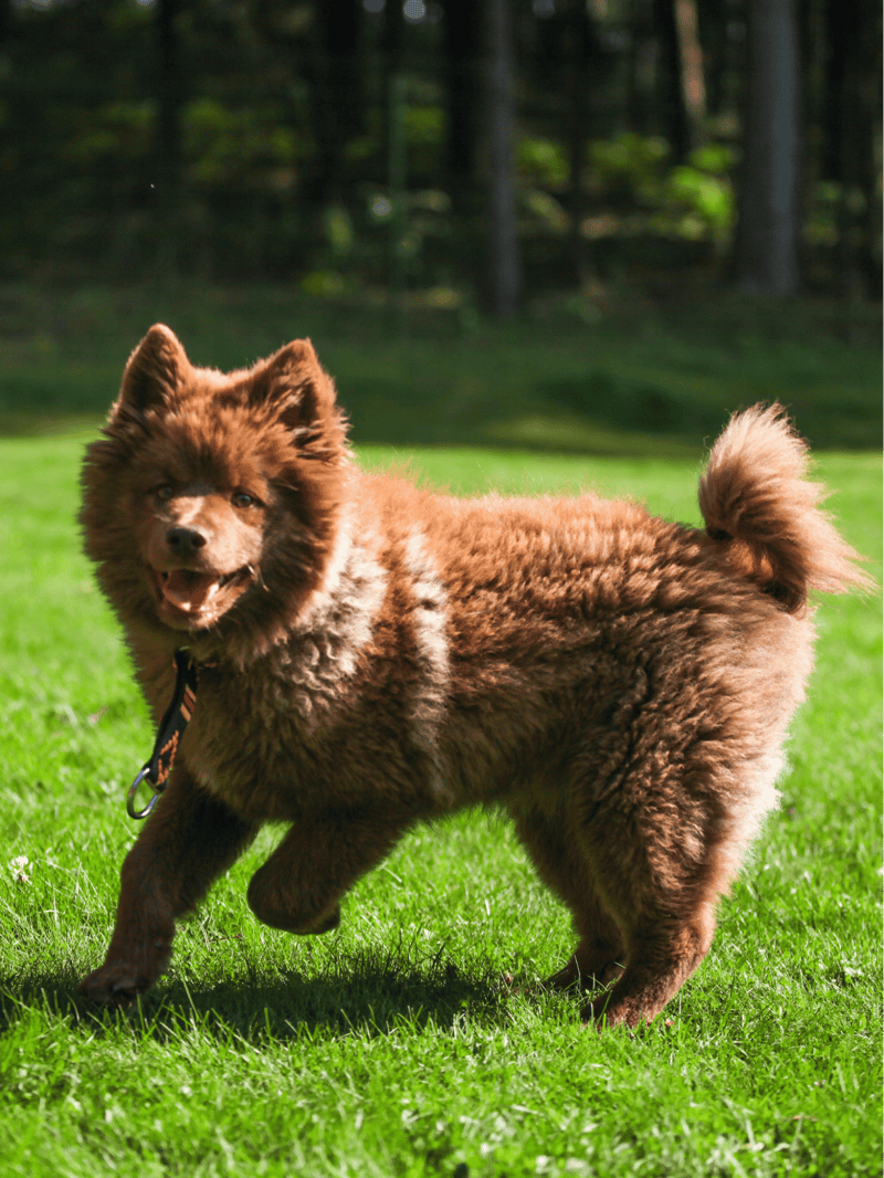 Finnish Lapphund They Weren’t Bred to Be Guardian Dogs