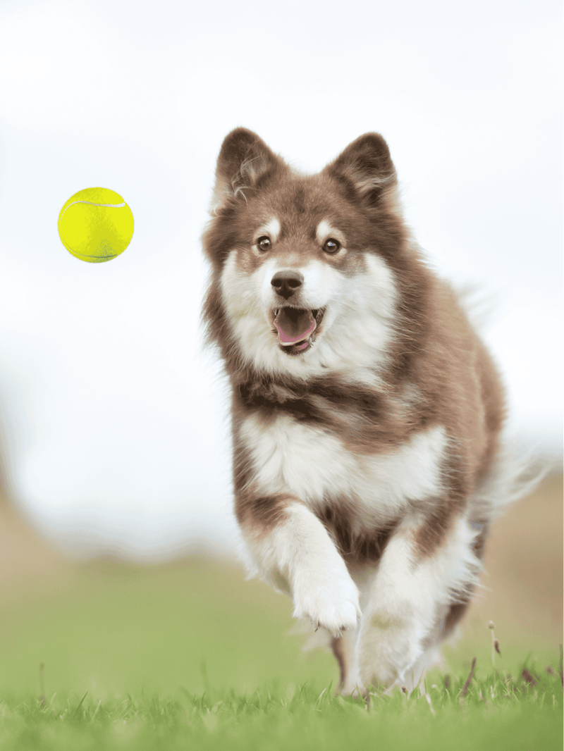 Finnish Lapphund Training