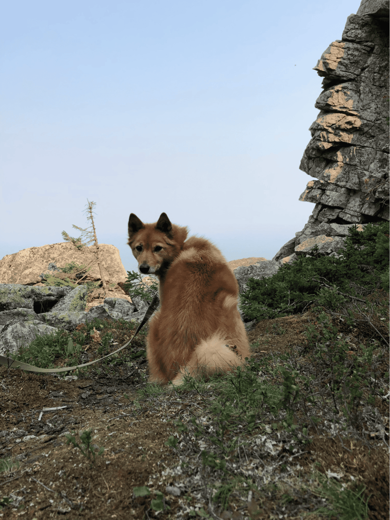 Finnish Spitz characteristics