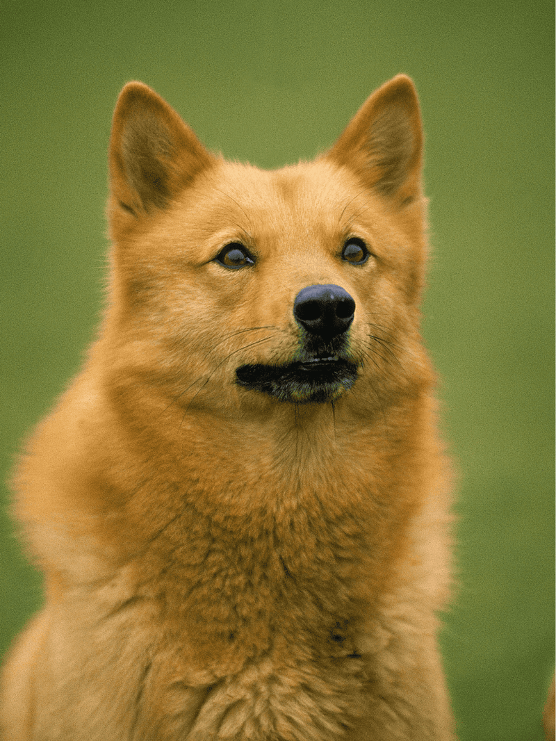 Finnish Spitz Final Thoughts
