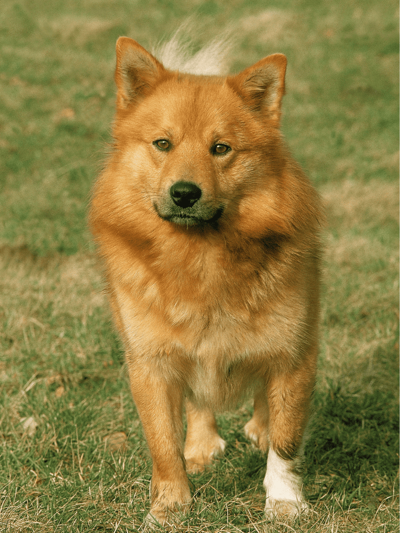 Finnish Spitz photo 2