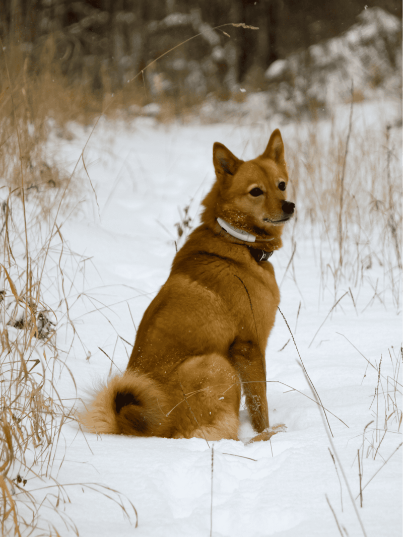 Finnish Spitz photo 1