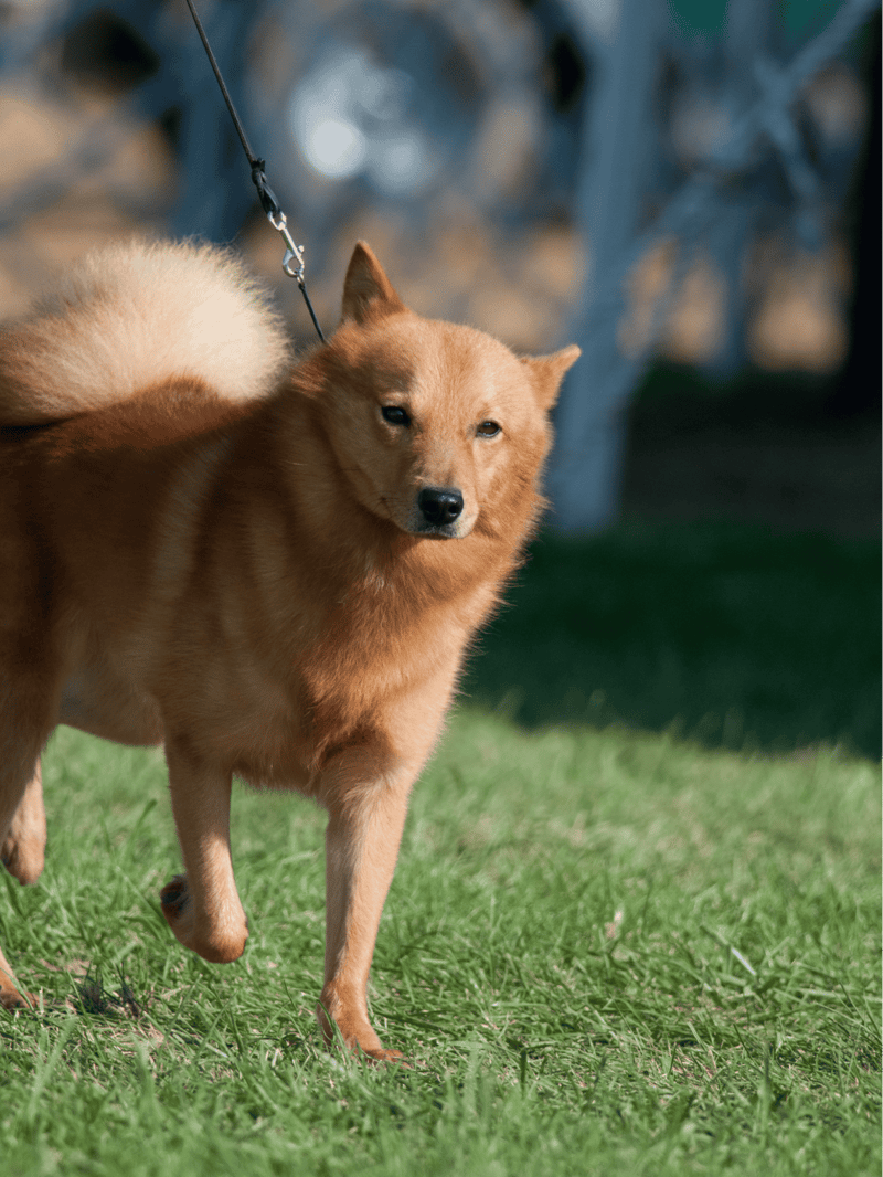 Finnish Spitz health