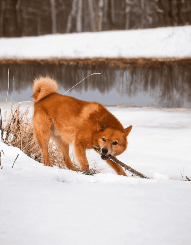 Finnish Spitz Training