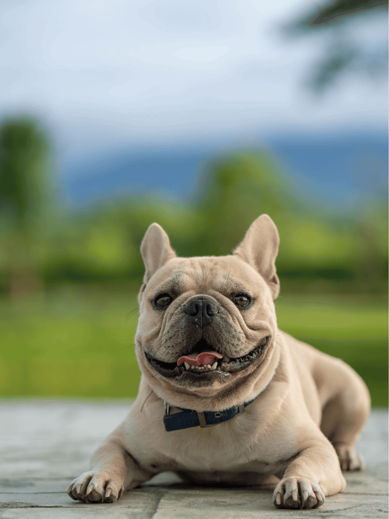 French Bulldog overview