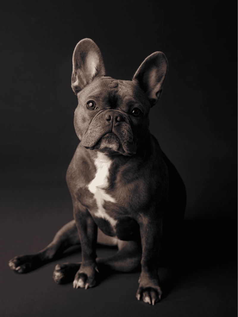 French Bulldog characteristics
