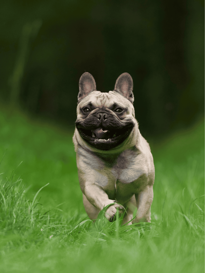 French Bulldog Exercise