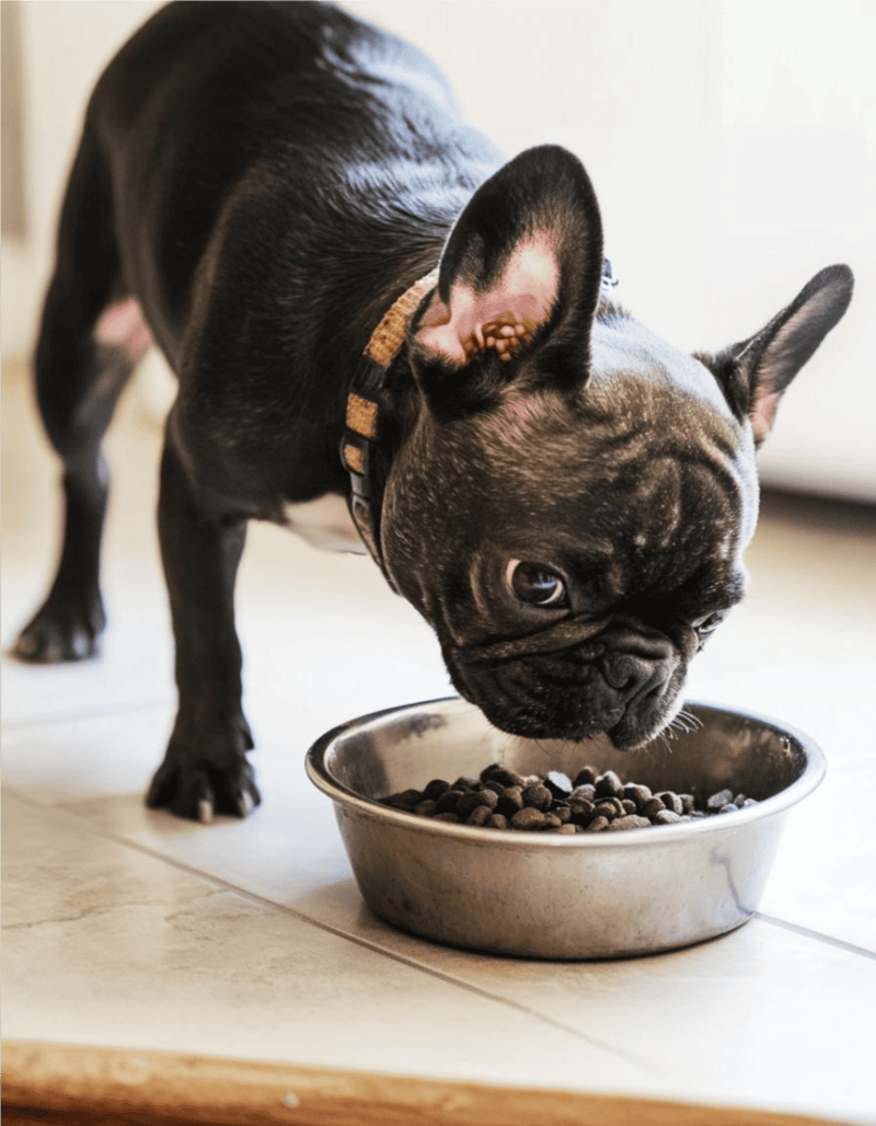 Cute French Bulldog dog eating dry kibble from stainless steel bowl.