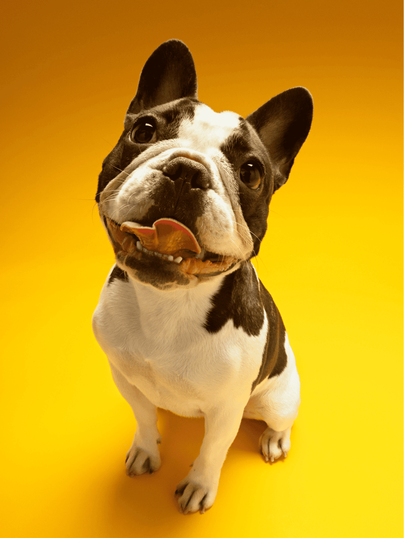 French Bulldog photo 2