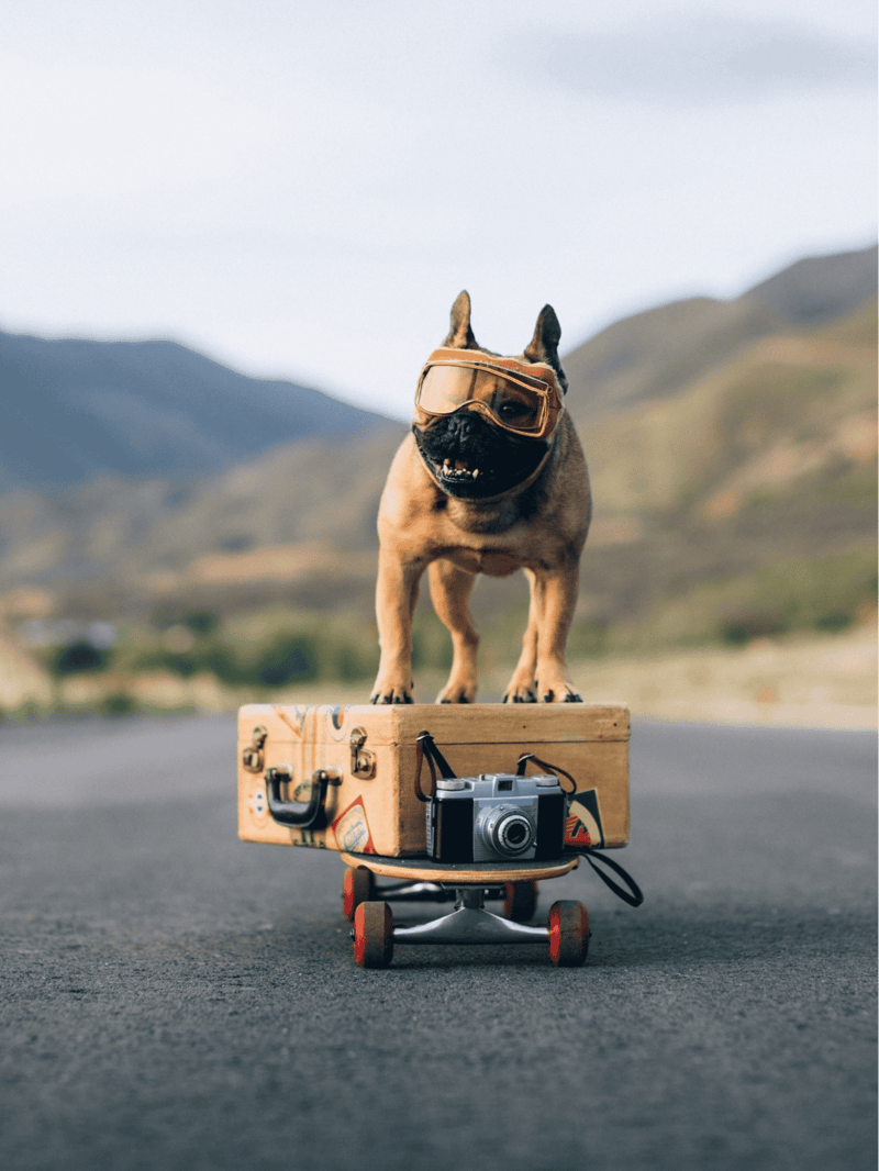 French Bulldog photo 3